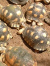radiated tortoises in Parc D